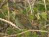 Grasshopper Warbler at Two Tree Island (Steve Arlow) (93484 bytes)